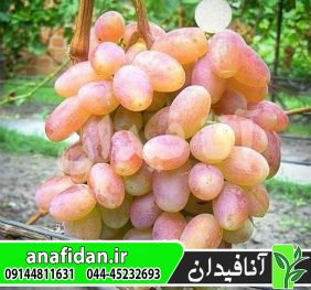 نهال انگور شاهرودی
