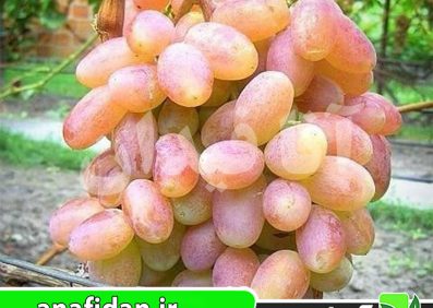 نهال انگور شاهرودی