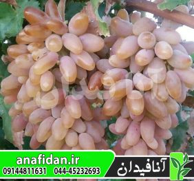 نهال انگور شصت عروس