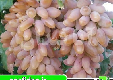 نهال انگور شصت عروس