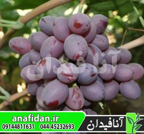 نهال انگور صاحبی قرمز