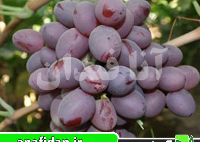 نهال انگور صاحبی قرمز