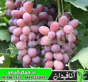 نهال انگور صاحبی
