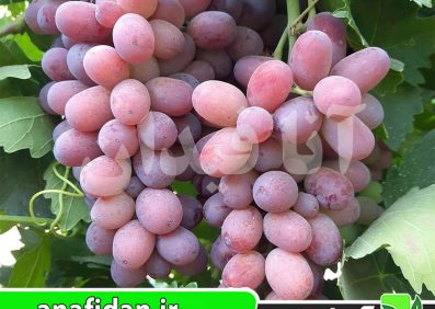نهال انگور صاحبی