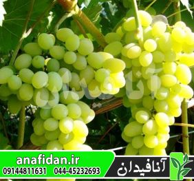 نهال انگور عسگری سفید