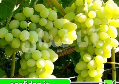 نهال انگور عسگری سفید