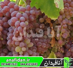 نهال انگور عسگری قرمز