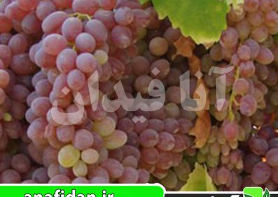 نهال انگور عسگری قرمز