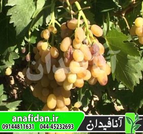 نهال انگور فخری سفید
