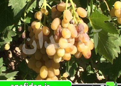 نهال انگور فخری سفید