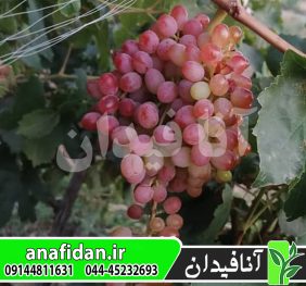نهال انگور قرمز بی دانه