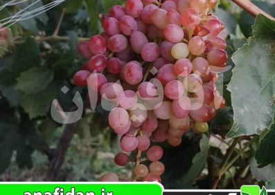 نهال انگور قرمز بی دانه
