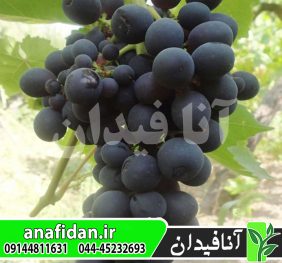نهال انگور قره گندمه