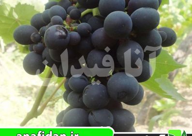 نهال انگور قره گندمه