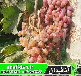 نهال انگور قزل اوزوم