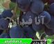 نهال انگور لابروسکا