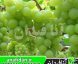 نهال انگور لعل سفید