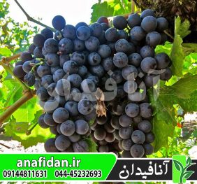 نهال پیکانی سیاه