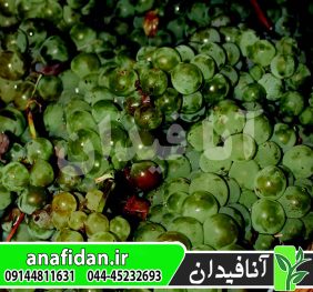 نهال انگور کررویه سفید