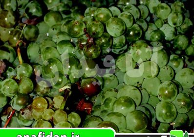 نهال انگور کررویه سفید