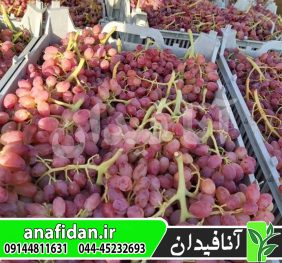 نهال انگور کشمشی قرمز