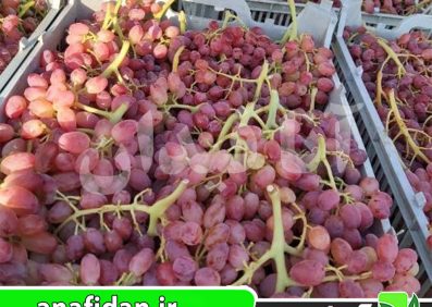 نهال انگور کشمشی قرمز