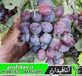 نهال انگور کندری