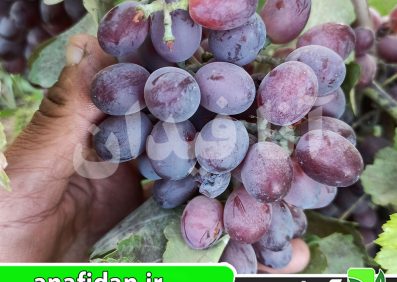 نهال انگور کندری