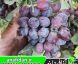 نهال انگور کندری
