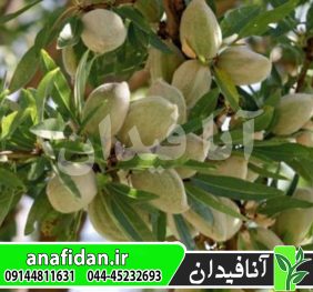 نهال بادام آذر