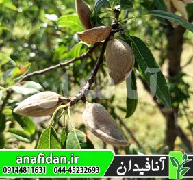 نهال بادام آراز