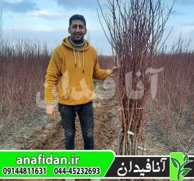 نهال بادام اسکندر