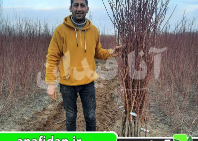 نهال بادام اسکندر