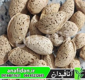 نهال بادام اصفهان