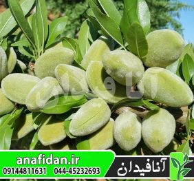 نهال بادام برتینا