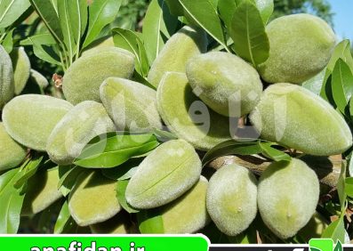 نهال بادام برتینا