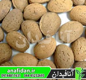 نهال بادام بلونا