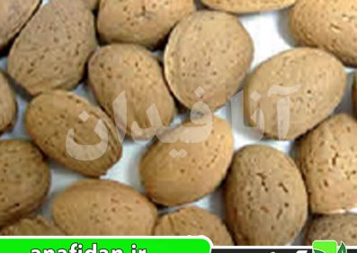 نهال بادام بلونا