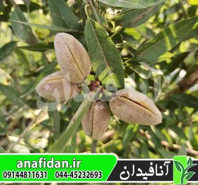 نهال بادام تونو