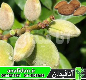 نهال بادام تگزاس