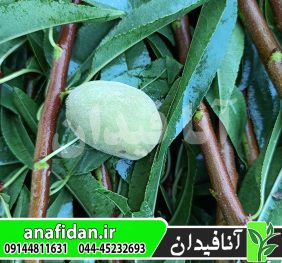 نهال بادام رامسکا