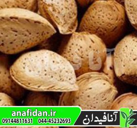نهال بادام ربیعی