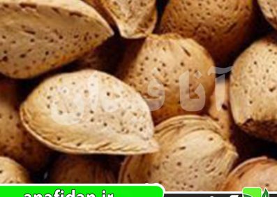 نهال بادام ربیعی