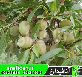 نهال بادام سهند