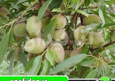نهال بادام سهند