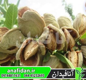 نهال بادام سوپرنوا