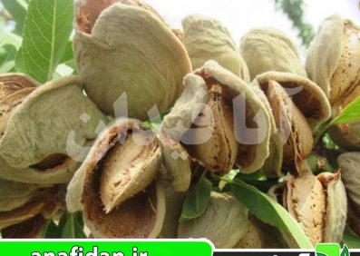 نهال بادام سوپرنوا