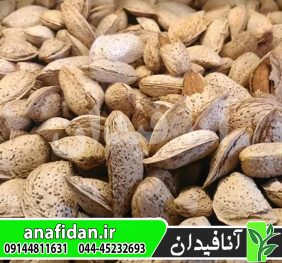 نهال بادام شکوفه