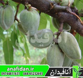 نهال بادام فرانیس