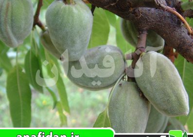 نهال بادام فرانیس